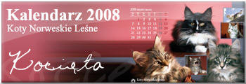 Kalendarz z kociętami norweskimi